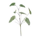 Anthurium curly ág 66cm - Zöld