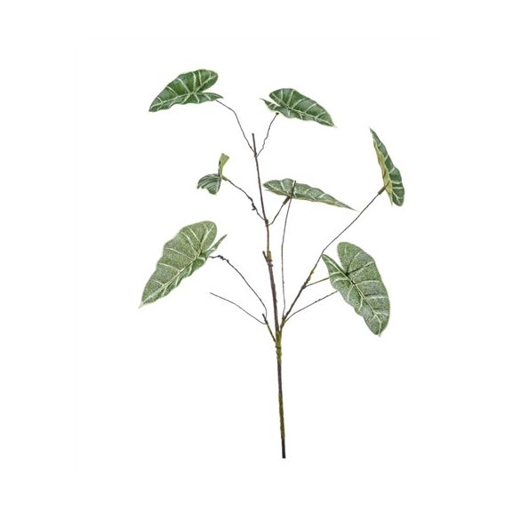 Anthurium curly ág 66cm - Zöld