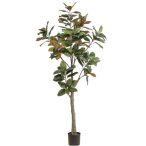 Magnolia denudata fa 180 cm (műanyag cserépben)