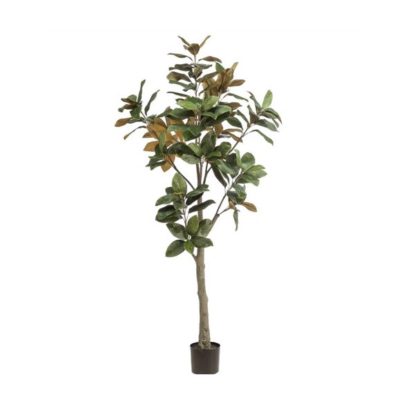 Magnolia denudata fa 180 cm (műanyag cserépben)
