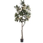 Magnolia denudata fa 240cm (műanyag cserépben)