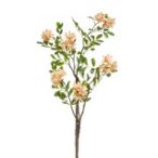 Daphne ág 100cm - Barack