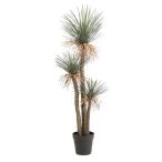 Yucca rostrata x3 180cm (műanyag cserépben)