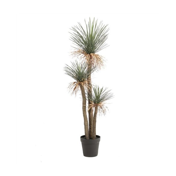Yucca rostrata x3 180cm (műanyag cserépben)