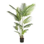 Paradise palm 16lvs 160cm (műanyag cserépben)