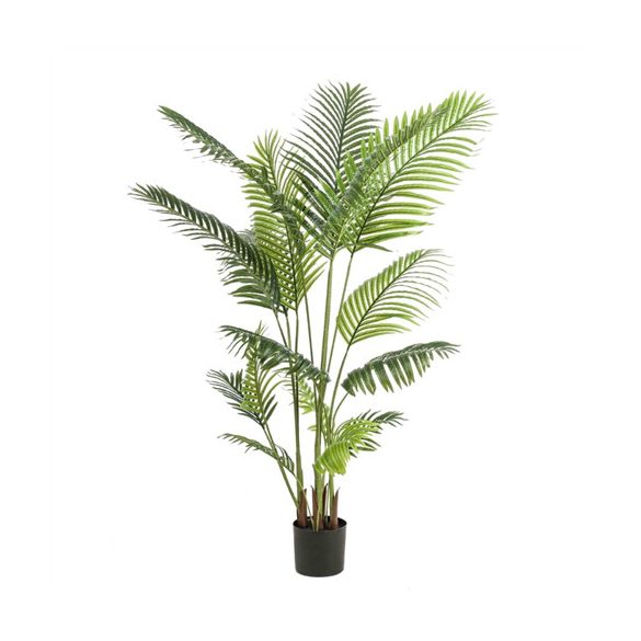Paradise palm 16lvs 160cm (műanyag cserépben)