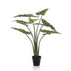 Alocasia frydek 100cm / 7levél (műanyag cserépben)