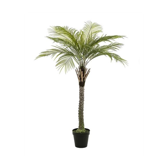 Phoenix palm delux Főnix pálma 260cm (műanyag cserépben)