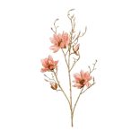 Magnolia ág 110cm - Barack