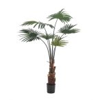   Palm livistona (legyezőpálma) 110cm/ 6 levél (műanyag cserépben)