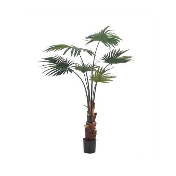 Palm livistona (legyezőpálma) 110cm/ 6 levél (műanyag cserépben)