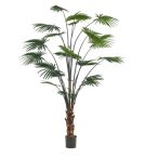   Palm livistona (legyezőpálma) 240cm/ 20 levél (műanyag cserépben)