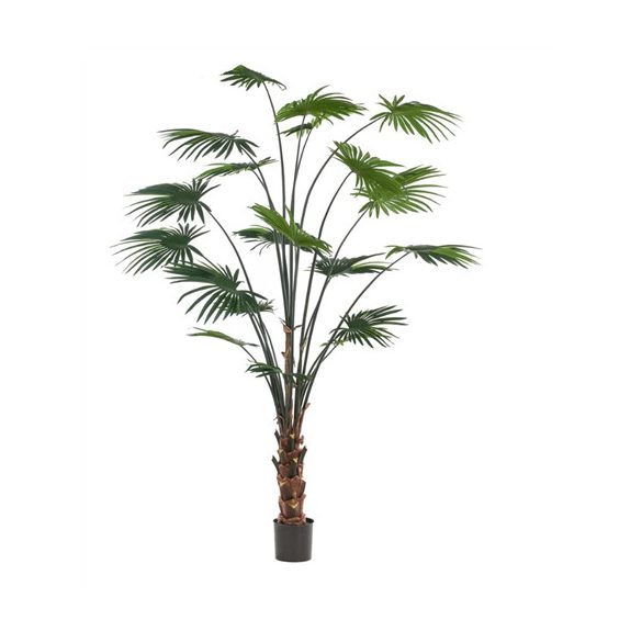 Palm livistona (legyezőpálma) 240cm/ 20 levél (műanyag cserépben)