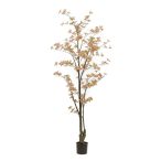 Tropaeolum tree 185cm - Barack (műanyag cserépben)