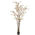 Tropaeolum fa 245cm - Barack (műanyag cserépben)