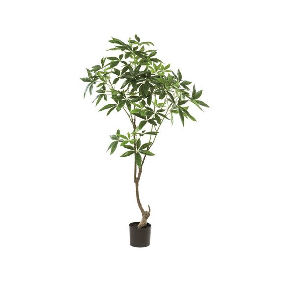 Pachira mini trunk (Vadkakaó fa) 150cm (műanyag cserépben)