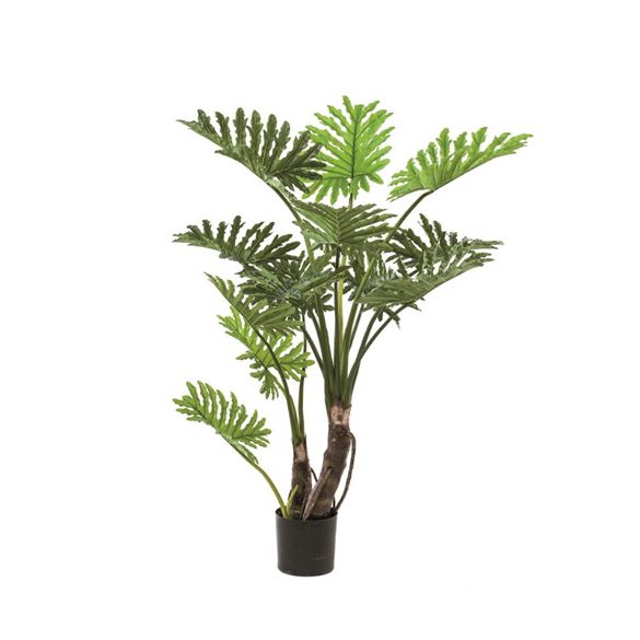 Philodendron selloum 135cm / 13levél (műanyag cserépben)
