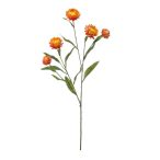 Xerochrysum ág 70cm - Narancs