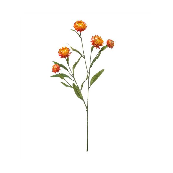 Xerochrysum ág 70cm - Narancs