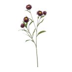 Xerochrysum ág 70cm - Lila