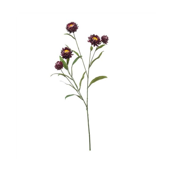 Xerochrysum ág 70cm - Lila