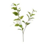 Clematis ág 105cm - Zöld