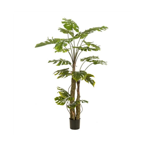 Monstera x3 180cm (műanyag cserépben)