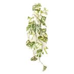 Scindapsus bokor csüngő 90cm - Fehér/zöld