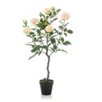 Rózsa bokor garden RT 85cm - Barack (műanyag cserépben)