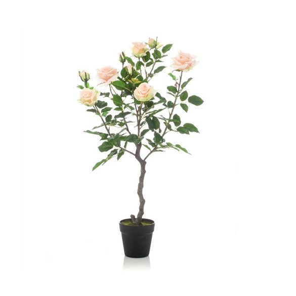 Rózsa bokor garden RT 85cm - Barack (műanyag cserépben)