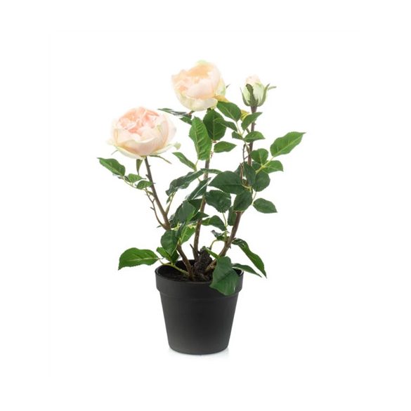 Rózsa bokor x3 40cm - Barack (műanyag cserépben)