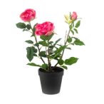 Rózsa bokor x3 40cm - Fuchsia (műanyag cserépben)
