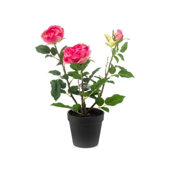 Rózsa bokor x3 40cm - Fuchsia (műanyag cserépben)