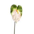Anthurium spray 70cm - Krém/zöld