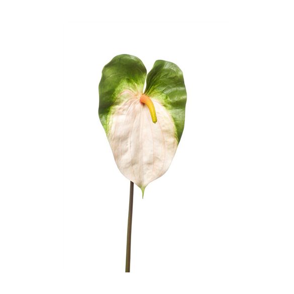 Anthurium spray 70cm - Krém/zöld