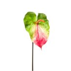Anthurium spray 70cm - Zöld/fuchsia