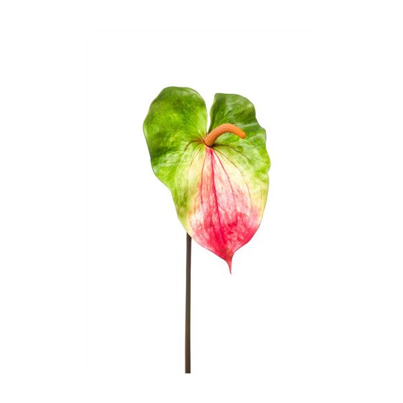 Anthurium spray 70cm - Zöld/fuchsia
