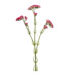 Statice ág 62cm - Beauty