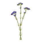 Statice ág 62cm - Kék