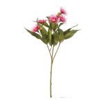 Eucalyptus virág 62cm - Beauty