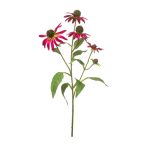 Rudbeckia ág 73cm - Beauty