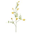 Clematis ág 115cm - Sárga