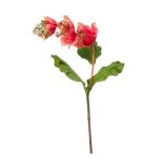 Medinilla ág 110cm - Koral