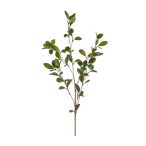 Ruscus ág x5 90cm - Zöld