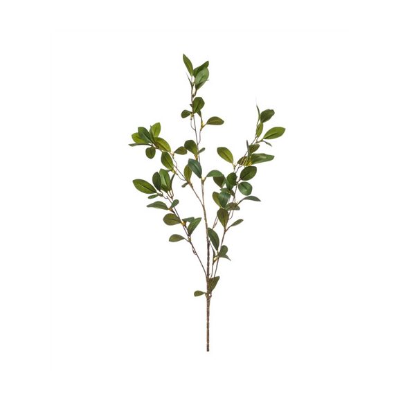 Ruscus ág x5 90cm - Zöld