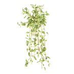 Tradescantia bokor 70 cm - Zöld/fehér