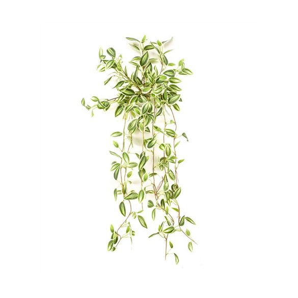 Tradescantia bokor 70 cm - Zöld/fehér