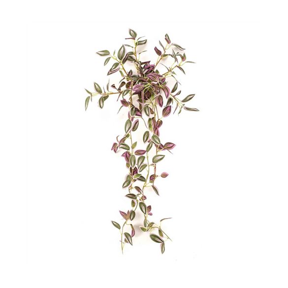 Tradescantia bokor 70 cm - Zöld/lila