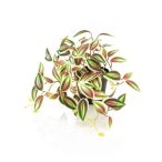 Tradescantia 19 cm - Zöld/piros (műanyag cserépben)