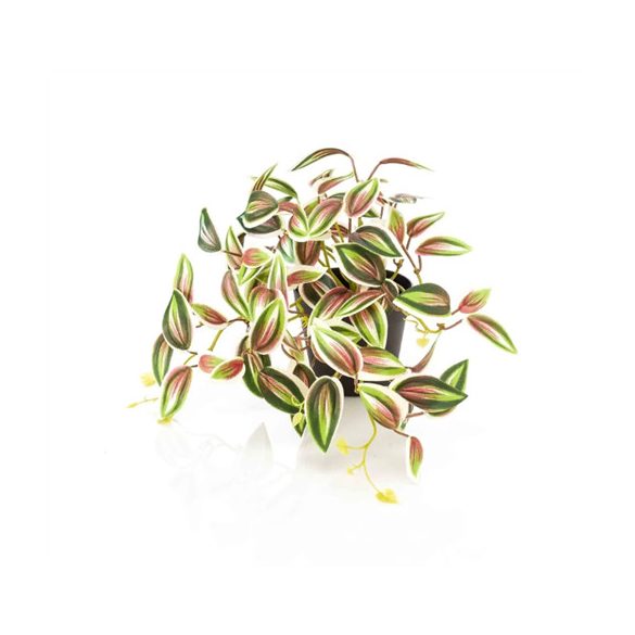 Tradescantia 19 cm - Zöld/piros (műanyag cserépben)